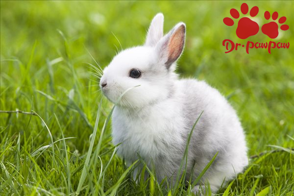 常见的三种宠物兔子品种：英国迷你垂耳兔、英国斑点兔、美国长毛垂耳兔