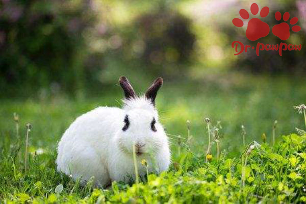 宠物兔与普通兔子有什么不一样？兔子品种区别