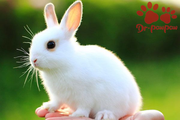 怎么知道兔子是否患球虫病？