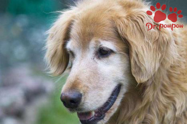 狗狗得了口腔炎如何治疗