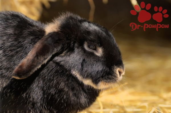 兔传染性鼻炎的治疗及预防方法