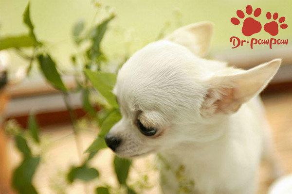 宠物犬猫常见的食物、药物中毒症状及治疗方法