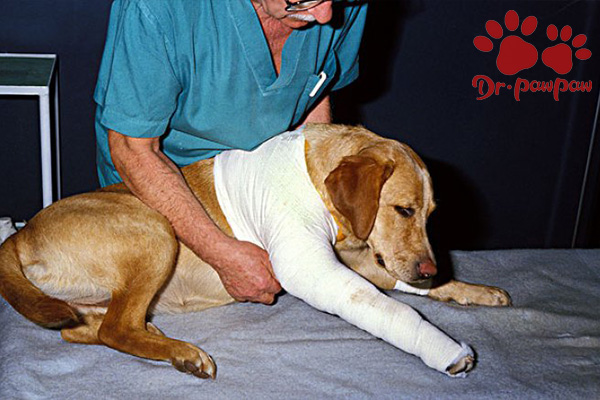 犬猫骨折扭伤 烧伤等常见外伤感染的用药处理方法