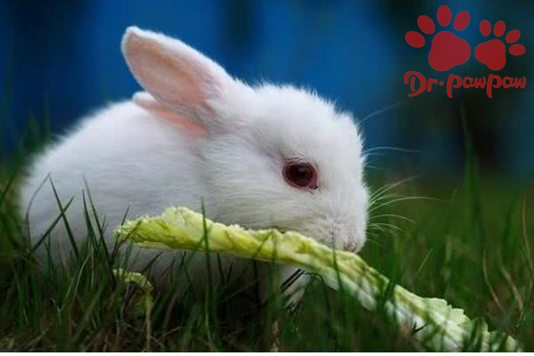 兔子红眼病治疗方法