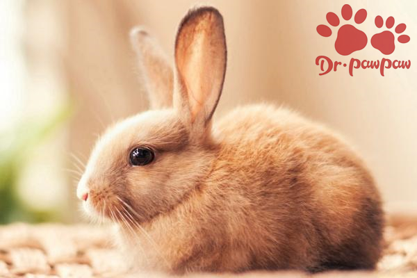 兔一般性结膜炎和巴氏杆菌结膜炎的区别