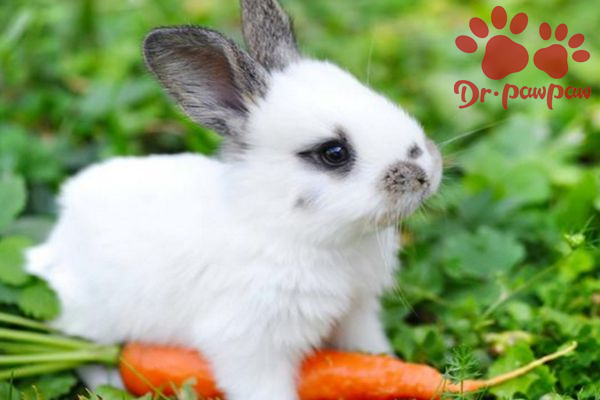兔子结膜炎的症状及治疗方法