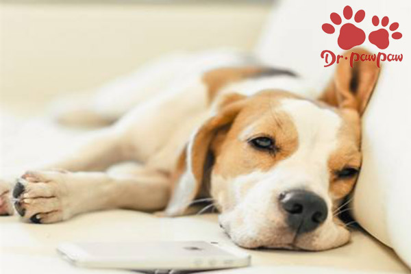 犬猫肠胃炎的种类、症状及有效用药治疗措施