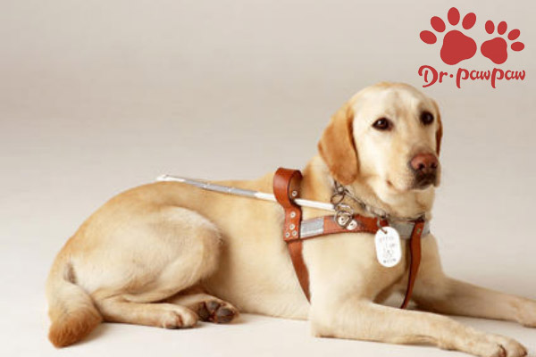 狗狗慢性结肠炎的症状与治疗方法