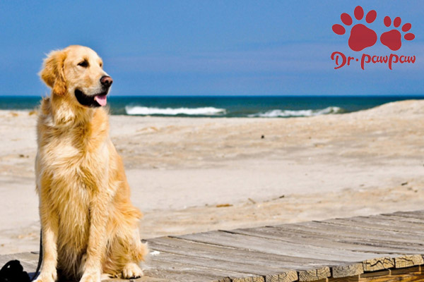 狗狗巨肠炎的症状及常规治疗方法 爪爪博士