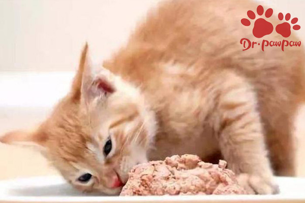 猫可以吃生肉吗？猫吃生肉要注意什么