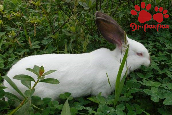 哪些情况会导致兔子应激？