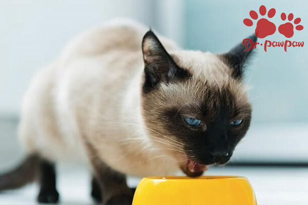 猫咪呕吐拼命喝水是怎么了？