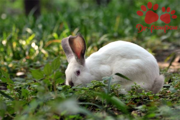 兔子耳朵一只垂一只立正常吗？