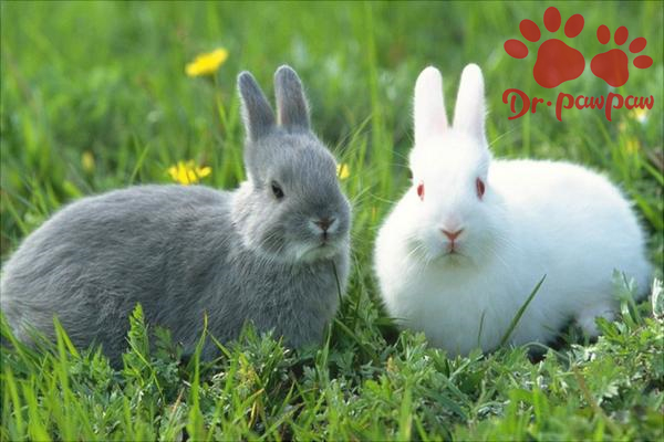 如何判断兔子是否健康？